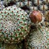 Rebutia_ heliosa _KK844 _15